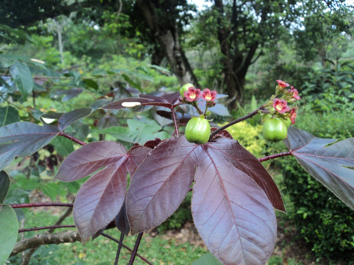 Jatropha gossypiifolia L.